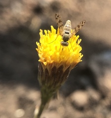 Erigeron inornatus