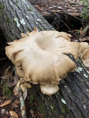 Pleurotus ostreatus