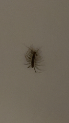 Scutigera coleoptrata