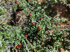 Condalia warnockii