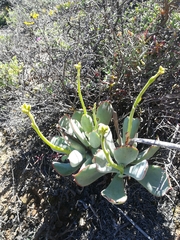 Cotyledon cuneata