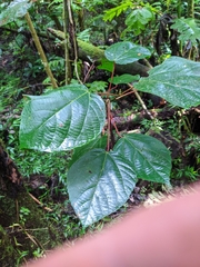 Urera caracasana
