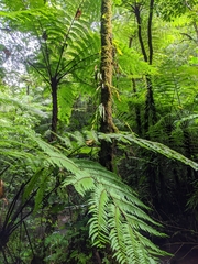 Cyatheaceae