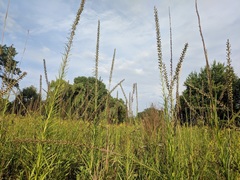 Liatris spicata spicata