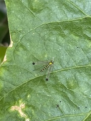 Amblypsilopus zonatus