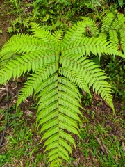 Macrothelypteris torresiana