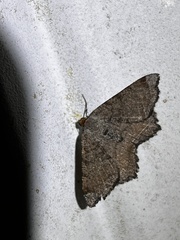 Macaria transitaria