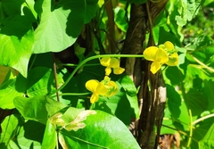 Vigna luteola