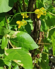 Vigna luteola