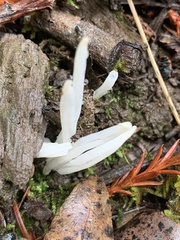 Clavaria fragilis