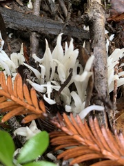 Clavaria fragilis