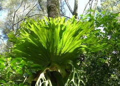 Platycerium superbum