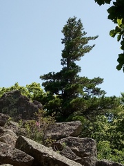 Pinus koraiensis