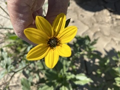 Helianthus petiolaris canescens