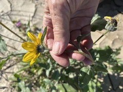 Helianthus petiolaris canescens