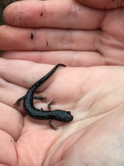 Aneides flavipunctatus