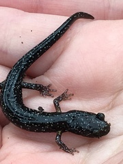 Aneides flavipunctatus