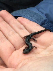 Aneides flavipunctatus