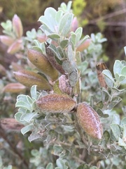 Podalyria calyptrata