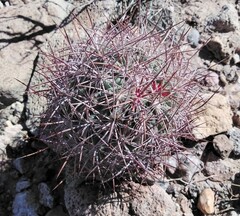 Echinomastus johnsonii