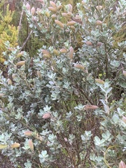 Podalyria calyptrata