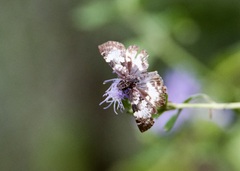 Chiomara georgina
