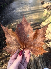 Platanus occidentalis