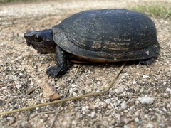 Kinosternon creaseri