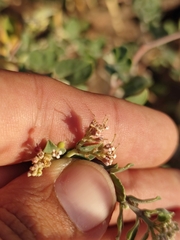 Euphorbia tomentulosa