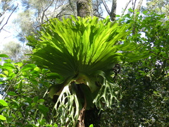 Platycerium superbum