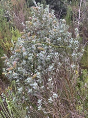 Podalyria calyptrata