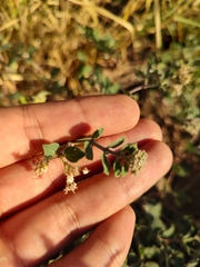 Euphorbia tomentulosa