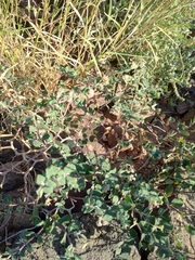 Euphorbia tomentulosa