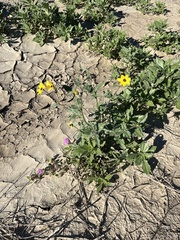 Helianthus petiolaris canescens