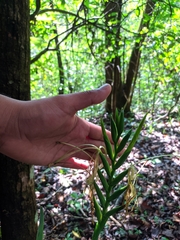 Pseudalcantarea viridiflora