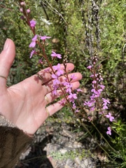 Stylidium lineare