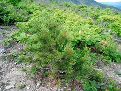 Pinus koraiensis
