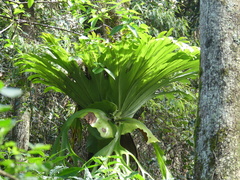 Platycerium superbum