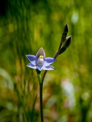 Thelymitra pauciflora