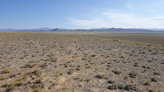 Nanophyton mongolicum