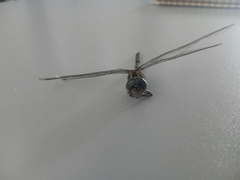 Rhionaeschna psilus