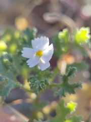 Perityle crassifolia