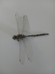 Rhionaeschna psilus