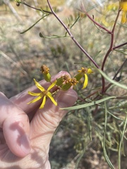 Senecio flaccidus