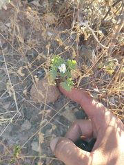 Perityle crassifolia