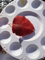 Pyrus calleryana