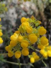 Calceolaria thyrsiflora