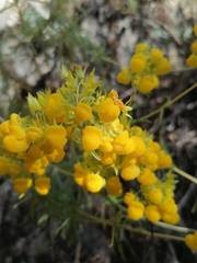 Calceolaria thyrsiflora