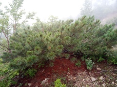 Pinus pumila
