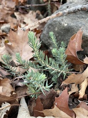 Petrosedum